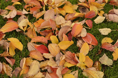 166 Autumn_M8L8971